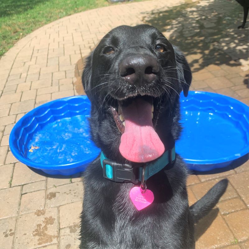 a black dog with two baby pools in the background