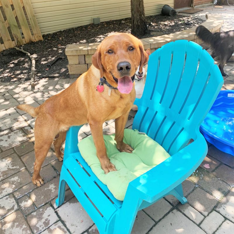 a golden dog with their two front paws on a chair