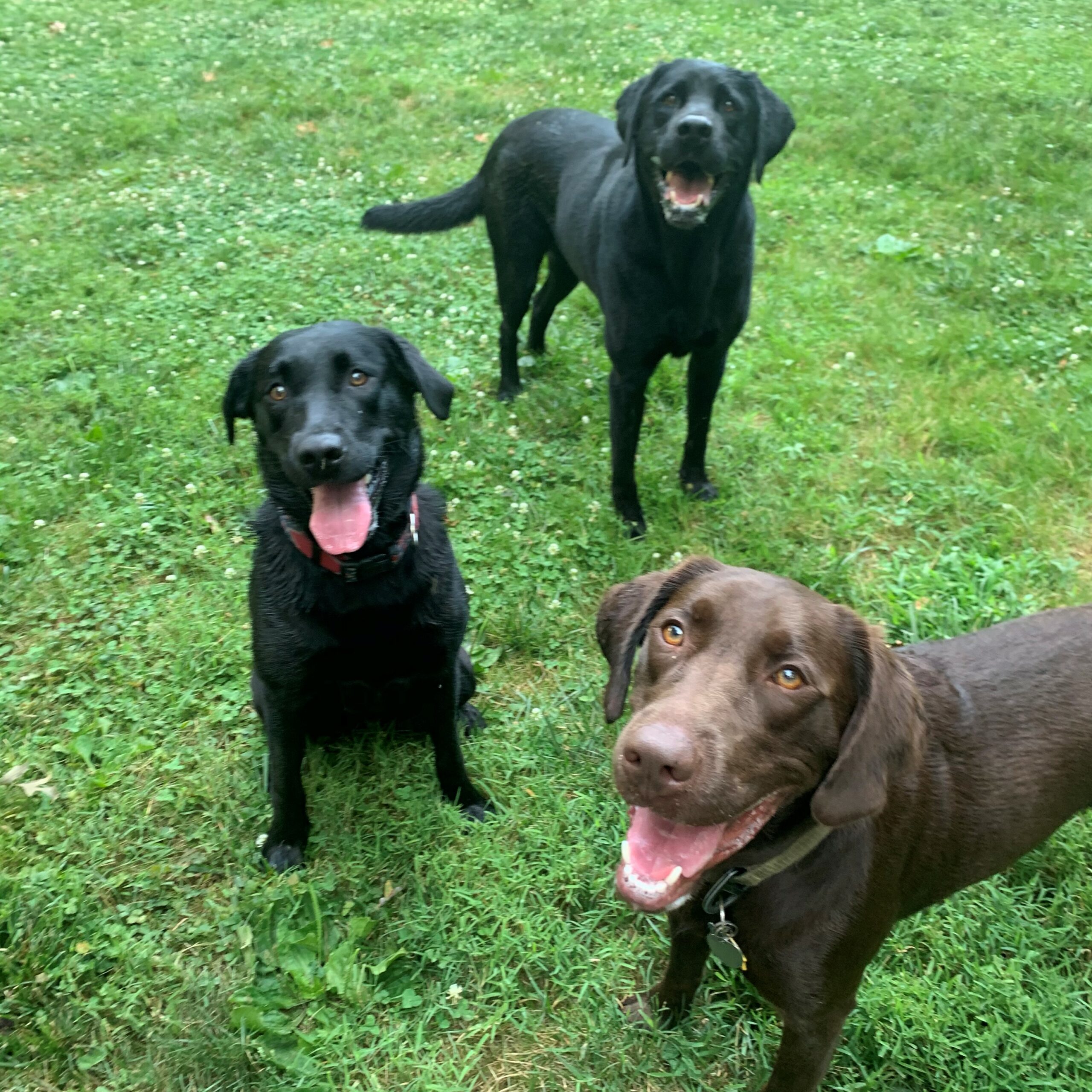 three dogs sitting in the grass looking at the camera